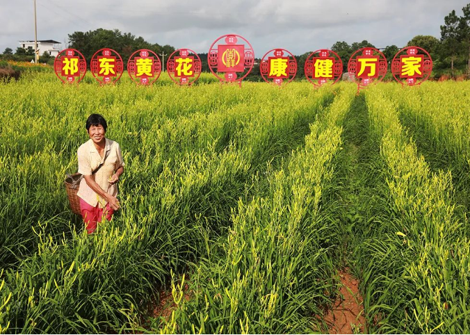 点赞！祁东黄花菜首次挺进欧洲市场